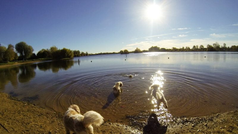 Dexter's first and only swim at Cotswold water park