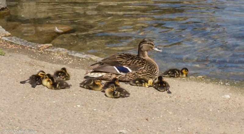 Ducklings and Mummy duck at Bourton-on-the-Water April 2016