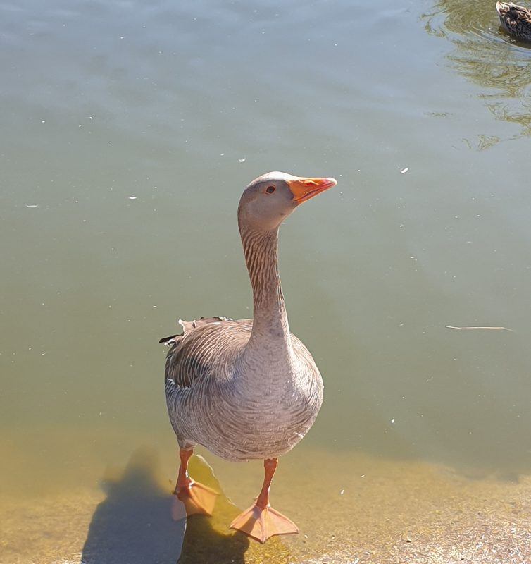 A goose