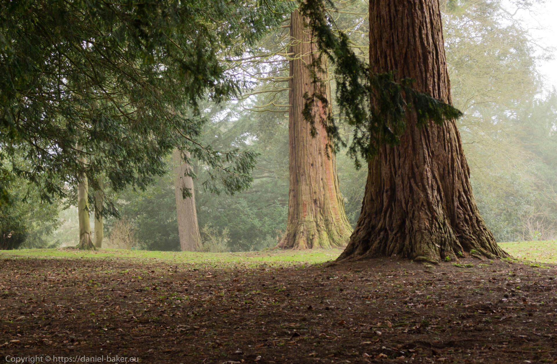Misty view through old trees