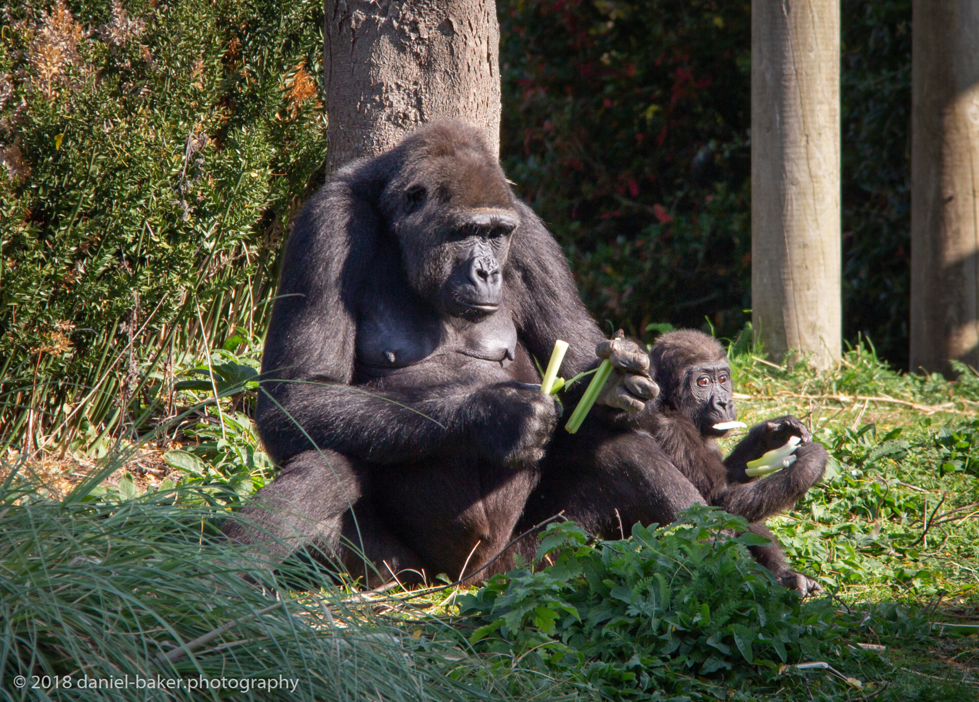 The photograph depicts a gorilla sitting amidst lush greenery with a baby gorilla leaning against her. The older gorilla holds something in its hands, seemingly engrossed in examining it, while the young gorilla is eating some greenery. The blurred background features a fence and trees.