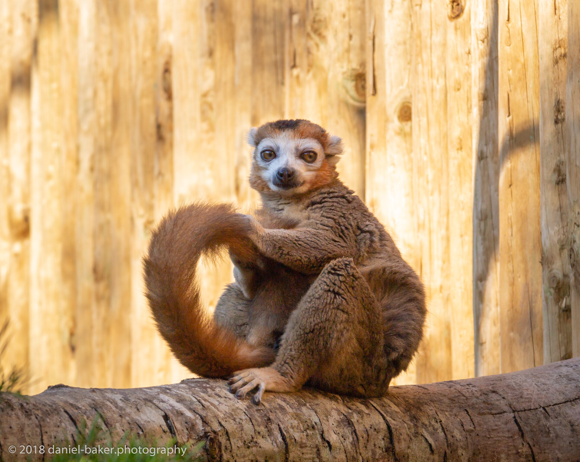 A lemur sitting on a log. Its brown and white fur contrasts against the wooden fence in the background. The lemur’s large eyes are fixed on the camera, capturing a moment of curiosity or perhaps relaxation.