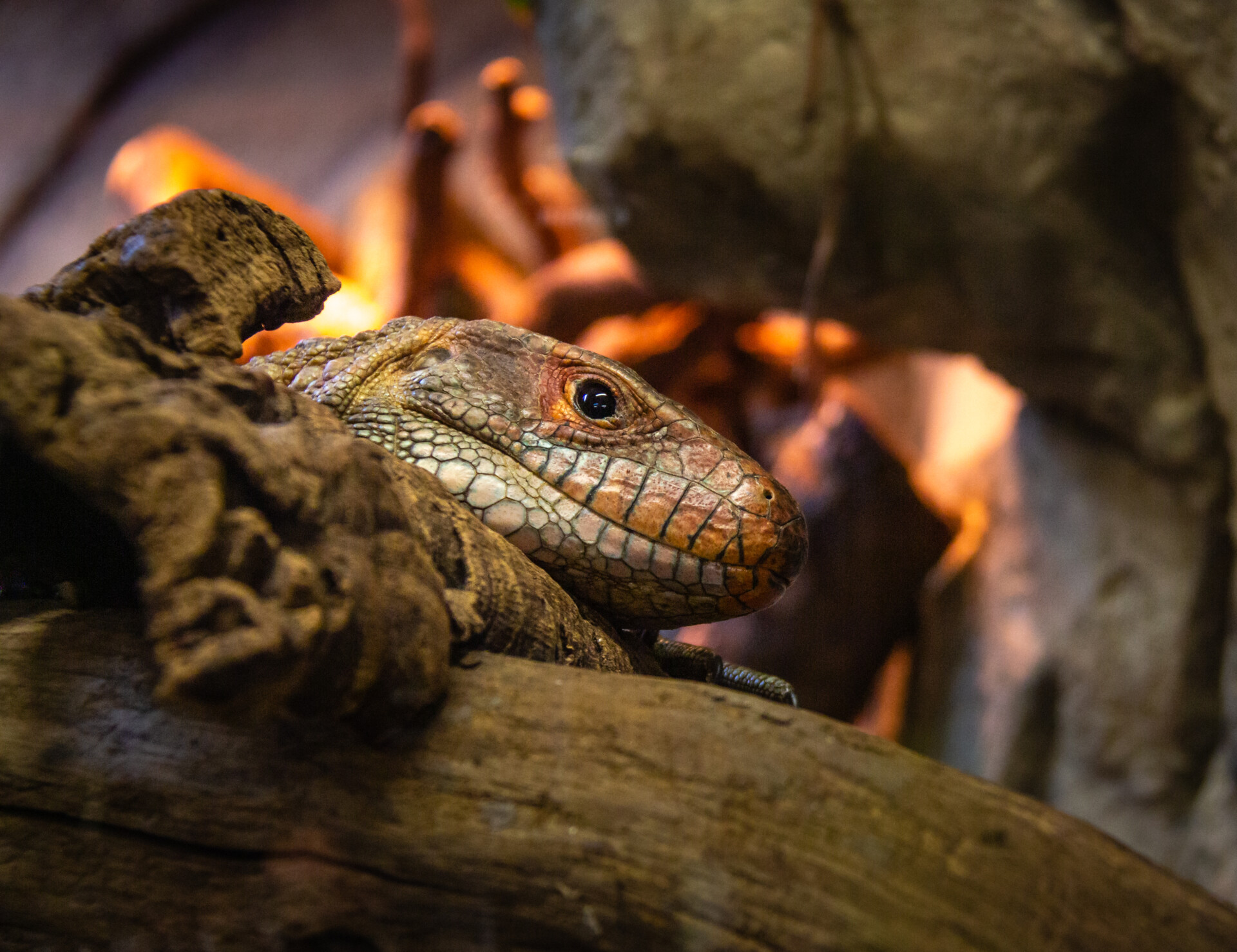 Close-up photograph of a reptile resting on a piece of wood. The focus is on the reptile’s head, which features textured scales in shades of brown, tan, and white. The reptile’s eye is visible and appears to be looking toward the camera. The background suggests a natural habitat with warm lighting, creating an amber hue.