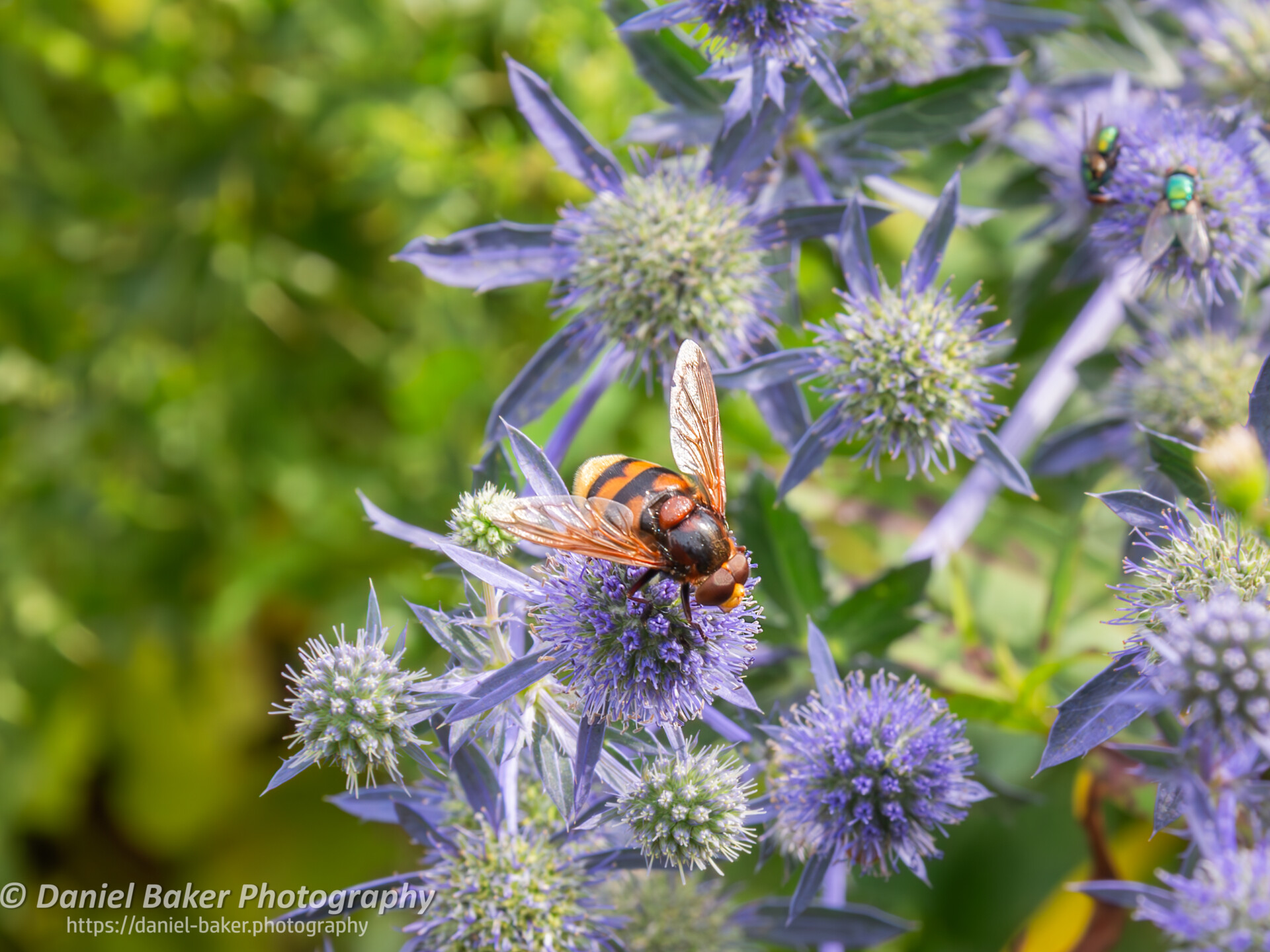 A close-up view of a hornet hoverfly perched on vibrant purple globe thistle flowers. The insects translucent wings are slightly open, and it seems to be either feeding or resting on the flower. The spiky leaves of the thistle create an interesting texture contrast with the bee. In the background, there’s another insect with a bright green body, possibly another type of fly. Overall, it’s a captivating snapshot of the interaction between insects and plants.