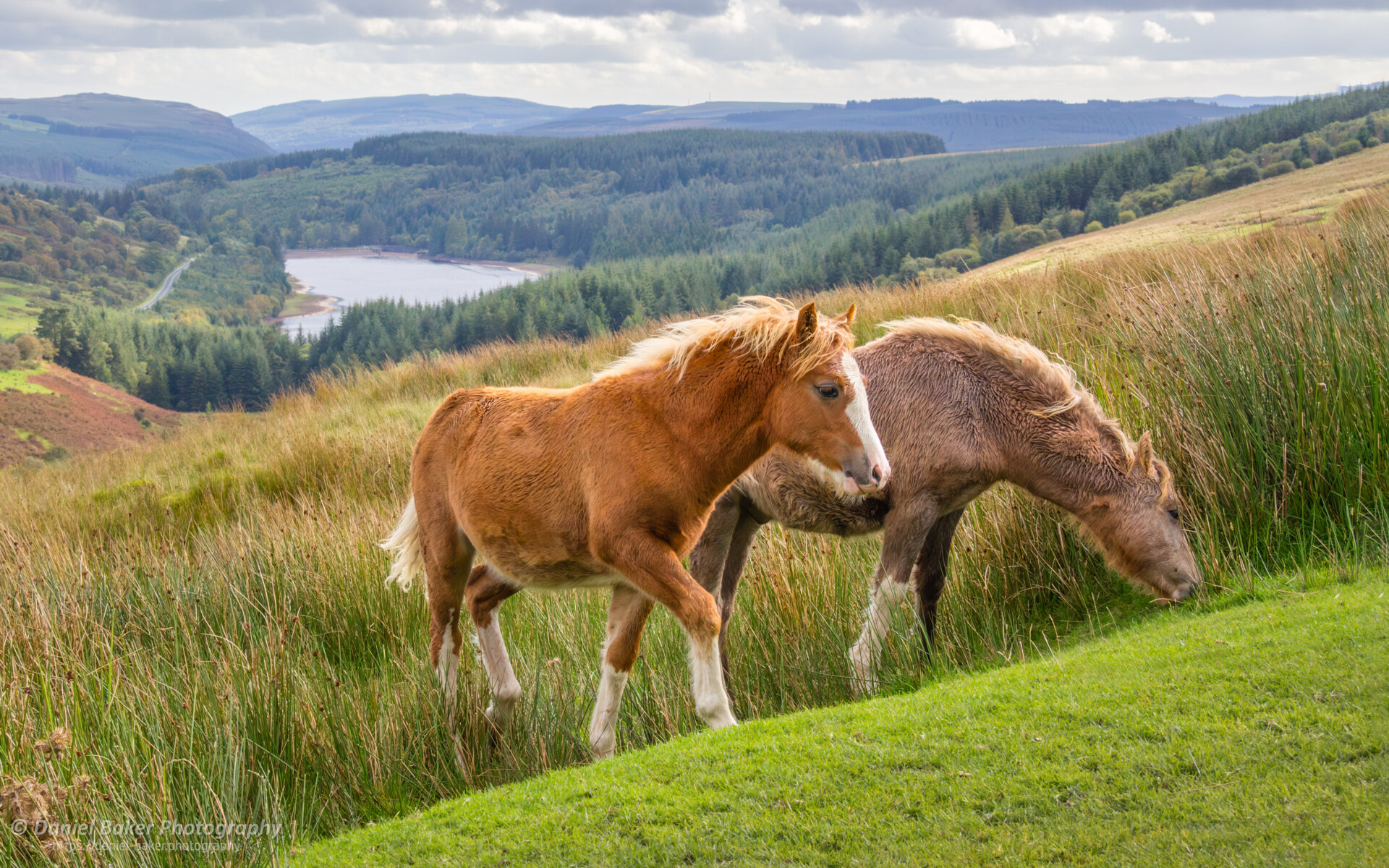 Two horses grazing in a grassy field, set against a hilly landscape with a forested area and a distant lake. A partly cloudy sky can be seen above.