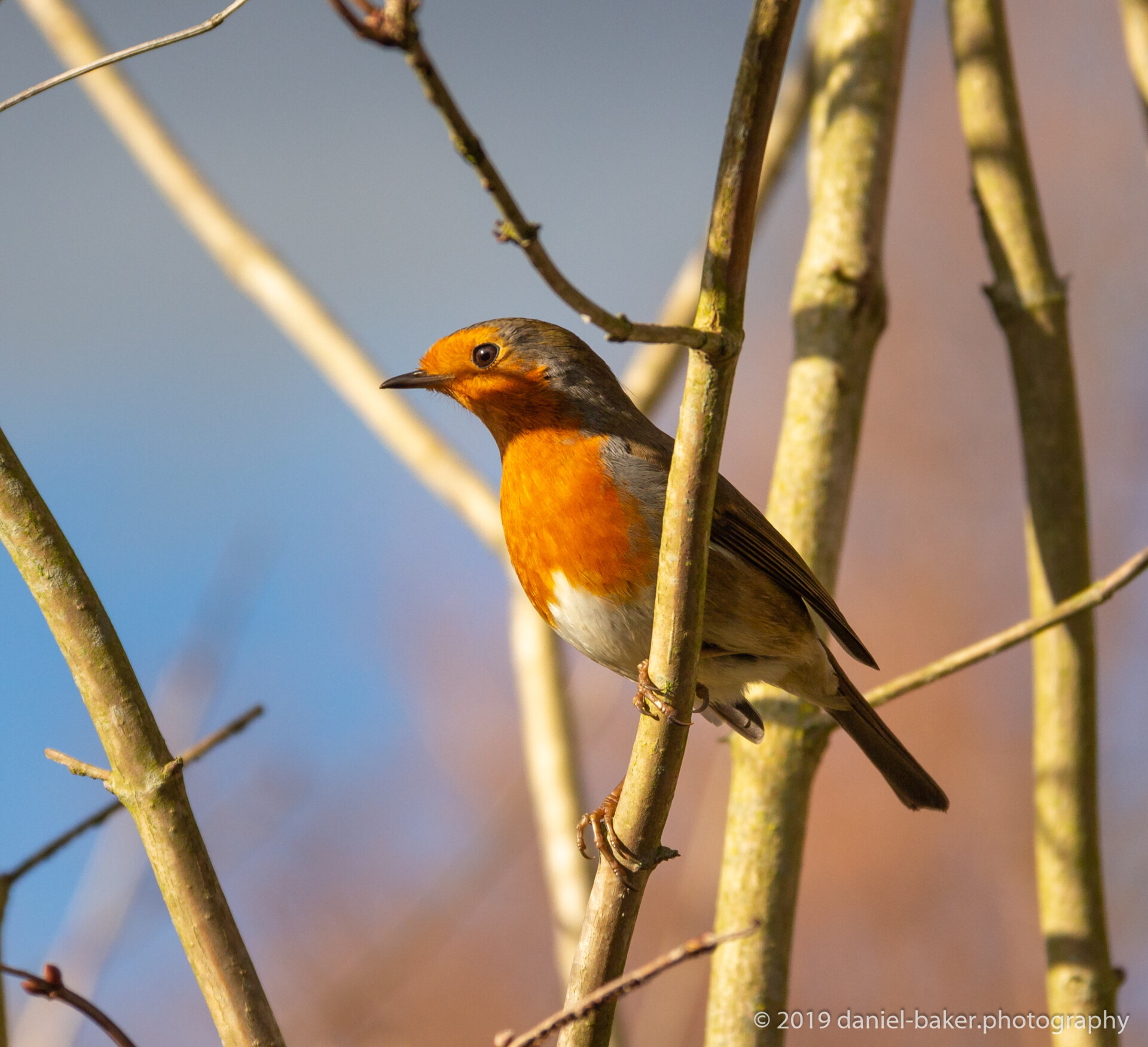 Photograph of a small robin with a bright orange-red chest and face, gray upper parts, and a white belly. It’s perched on thin branches against a blurred background of blue and brown hues. The vibrant colors of the bird contrast beautifully with its surroundings.