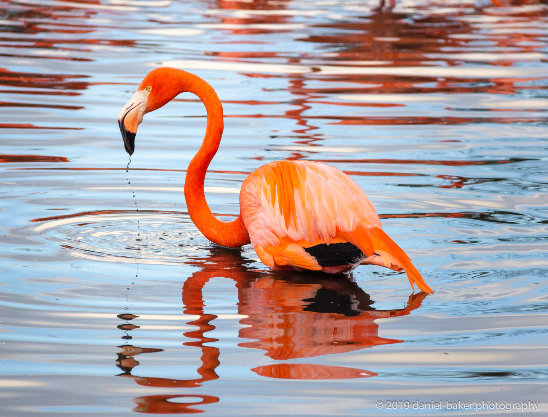 The picture captures a single flamingo standing in water. Its vibrant orange-pink feathers create a striking contrast against the blue and orange hues of the water. The flamingo’s slender neck forms an elegant “S” shape, and its curved beak points downward. Water droplets fall from its beak, adding to the serene scene. The reflection of the bird in the water completes the composition, showcasing its distinct coloration and graceful posture.