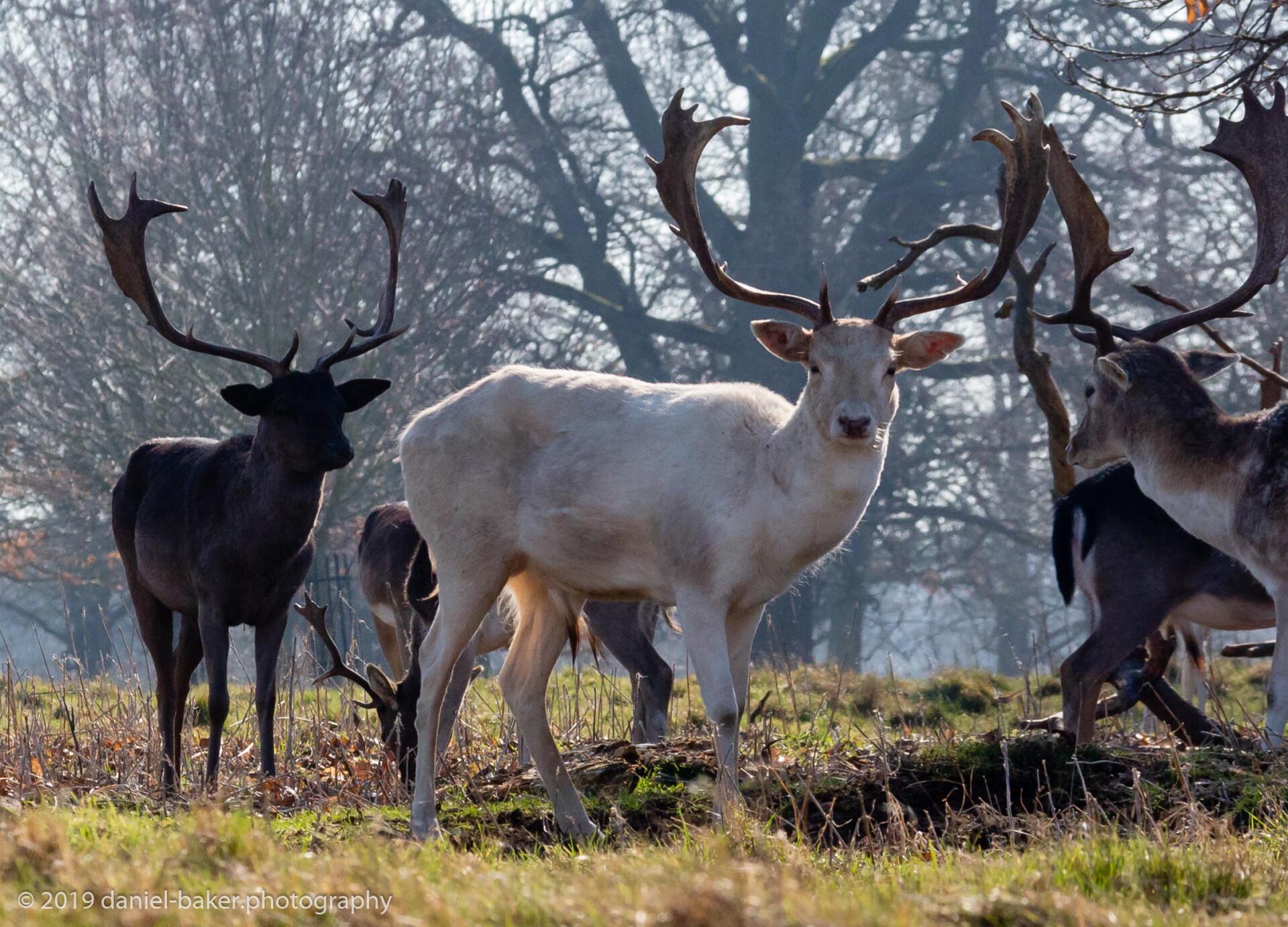 Photographe of a group of deer in a natural setting. Among them stands a white deer with impressive antlers, drawing attention due to its unique coloring. The background features trees, creating a serene scene.