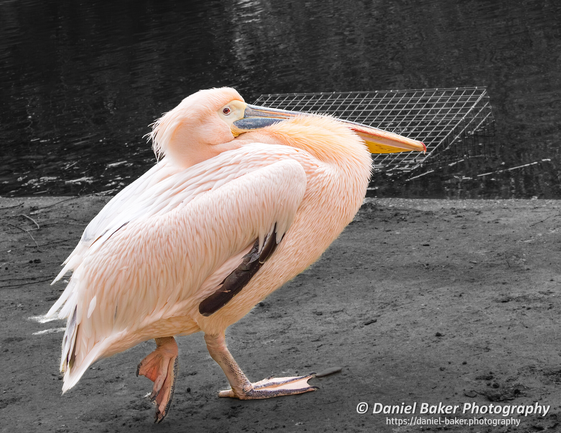 A wonderful wildlife view of a single pelican standing on a muddy shore next to water. The pelican is coloured of beautiful shades of pink and has a large orange and yellow bill. Behind the pelican, there is a dark body of water and a cage is partially visible at the top right corner.
