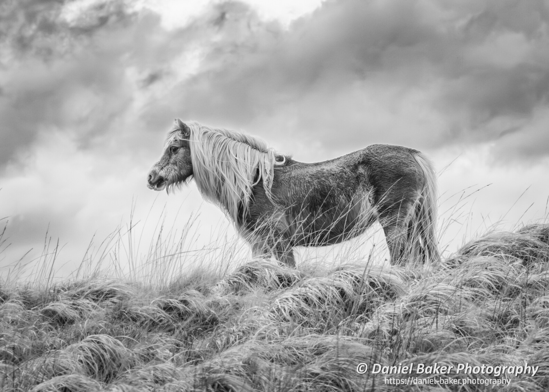 A monochrome photograph of a horse standing in a windy field with long grass. The horse’s mane appears to be blowing in the wind, and the sky behind is overcast with clouds. The image captures a sense of tranquility and the raw beauty of nature.